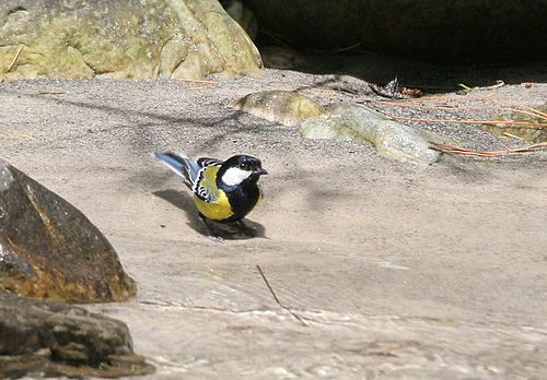 Green-backed tit